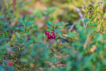 lingonberry in autumn forest on sunlight closeup