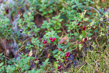 lingonberry in autumn forest in shadow closeup