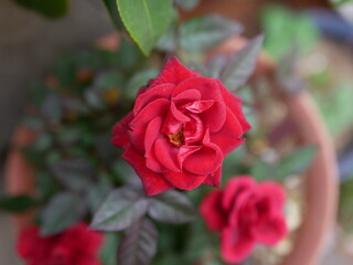 red roses in garden