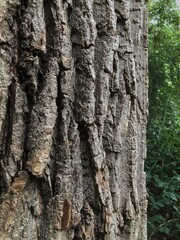 Tree bark. Closeup tree stem of a poplar. Fall. Autumn. Kuinderbos. Kuinre. Noordoostpolder.