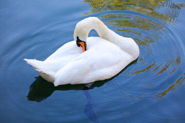 A white swan swims on the surface of the water