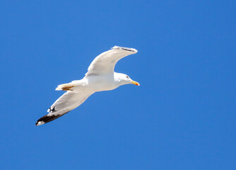 Seagull in flight against a blue sky.