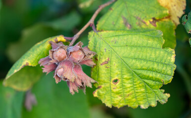 Hazelnuts grow on the branches of a tree.