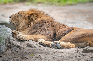 寝るライオン