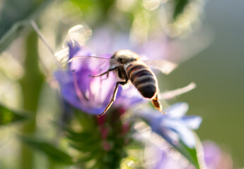 A bee collects honey on blue flowers
