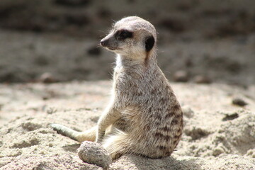 Meerkat chilling