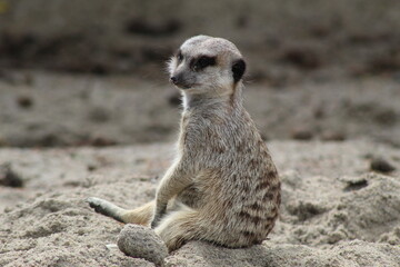 Fototapeta premium Meerkat relaxing