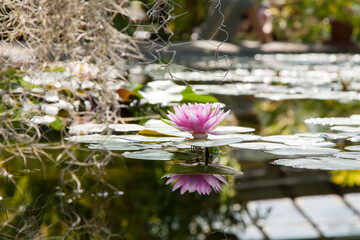 Pink lotus flower in greenhouse pond