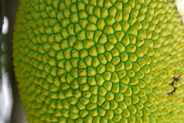 Jack fruit's peel with a texture rough spine skin