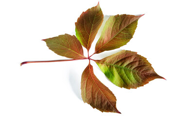 Burgundy leaves of wild grapes close up on a white background