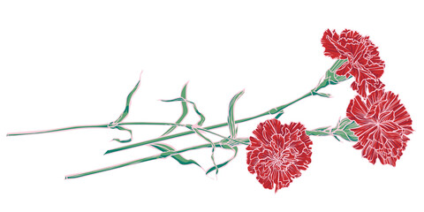 Three red carnations lying down. Vector color realistic image.