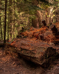 Redwood forest in a brown mood, tall trees