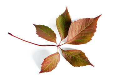 Burgundy leaves of wild grapes close up on a white background
