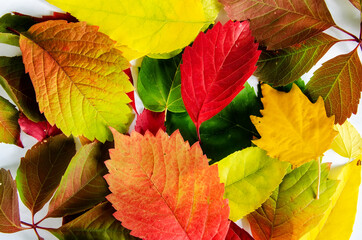 Bright, multicolored fallen leaves close-up on a white background