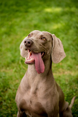 Portrait of cute weimaraner dog breed at the park.