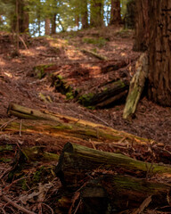Fototapeta na wymiar Redwood forest in a brown mood, tall trees