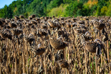 sunflower seeds in the head of a sunflower in the field