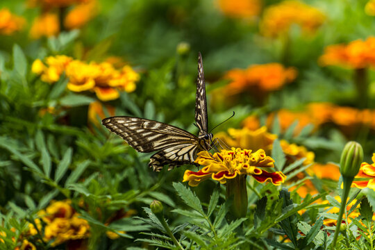 swallowtail butterfly perched in marigold