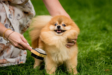 Owner walking with two pomeranian dogs at the park.