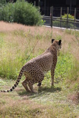 cheetah running in the grass