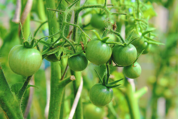 Green tomatoes growing in a greenhouse in the garden. Close-up. Background.
