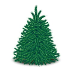 3d realistic vector bushy unadorned Christmas tree isolated on white background. 