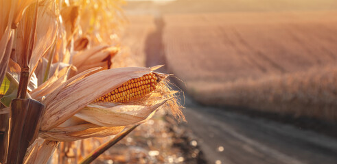 Cobs of ripe corn on the background of a field and a dirt road