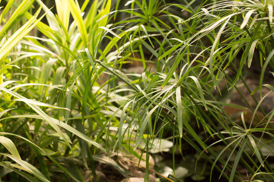 Background With Plants And Cactus At Botanical Garden