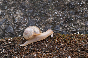 カタツムリ