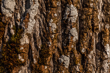 Old wood tree bark, texture background.