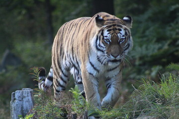 Fototapeta na wymiar lurking tiger