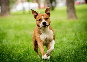 Portrait of cute american staffordshire terrier at the park.