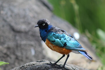 turquoise colored bird in the wild