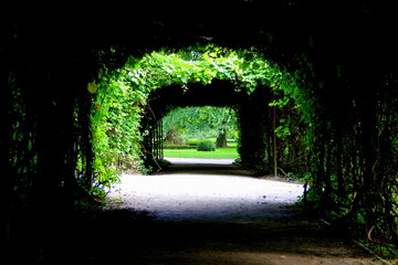 Tree gateway to summer garden