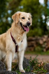 Portrait chien