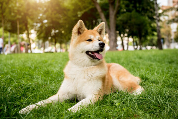 Portrait of cute akita inu dog at the park.