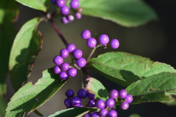 Callicarpa dichotoma berries / Lamiaceae deciduous tree