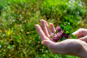 Red clover in the female hands on the background of an autumn meadow. St. Patrick's day concept. Bouquet of Trifolium pretense.