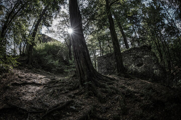 Roost ruins abandoned in woods
