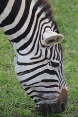 Close up zebra