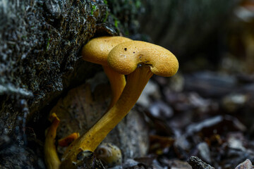 Fototapeta premium Yellow mushrooms growing from under a fallen tree
