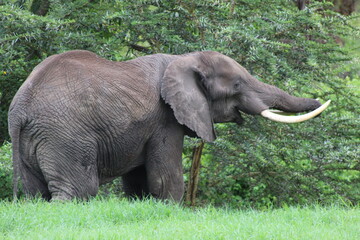 Fototapeta premium Happy elephant eating from tree