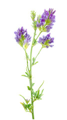 Alfalfa plant (Medicago sativa) isolated on white background. Alfalfa strains on a white...