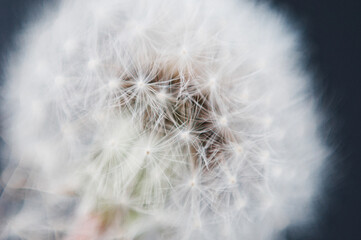 Extreme macro shot of fluffy dandelion seeds