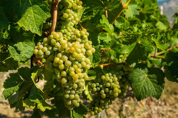 Ripe grapes