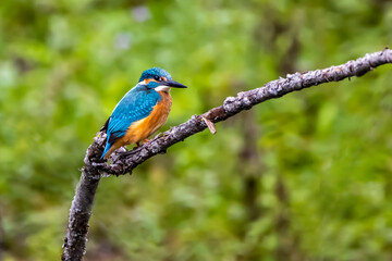 A colorful kingfisher sitting on a tree in a pond at the nature reserve Mönchbruch next to Frankfurt, Germany at a sunny day in summer.