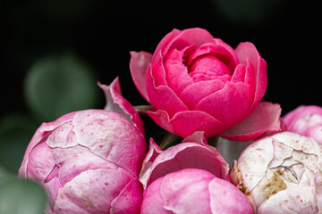 Pink roses in the garden after the rain. Close-up.
