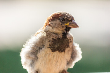 Obraz premium Male house sparrow. This bird is found in Europe and Asia. The bird is basking in the sun.