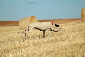 Spanish greyhound in mechanical hare race in the countryside