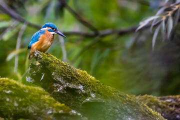 A colorful kingfisher sitting on a tree in a pond at the nature reserve Mönchbruch next to...